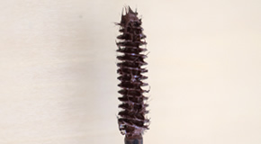 Type of Brush