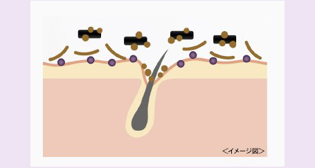 植物成分が肌にアプローチ/図解