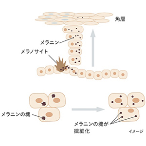 最先端*3美白アプローチ