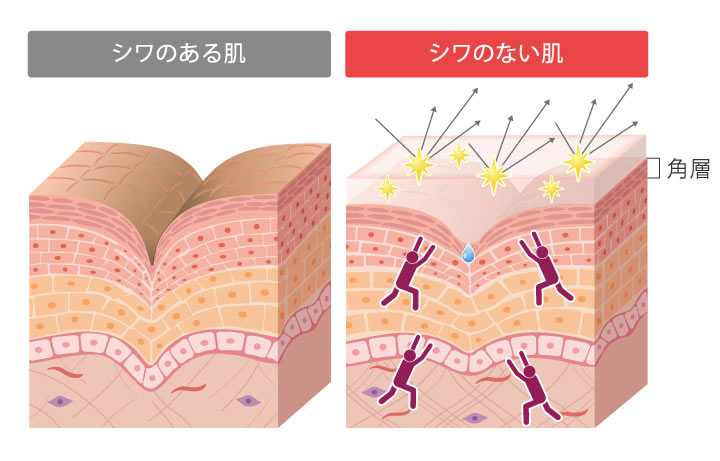シワのある肌 シワのない肌 角層