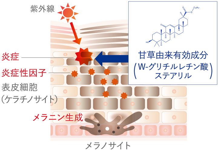 美白*2×肌荒れ防止のW効能