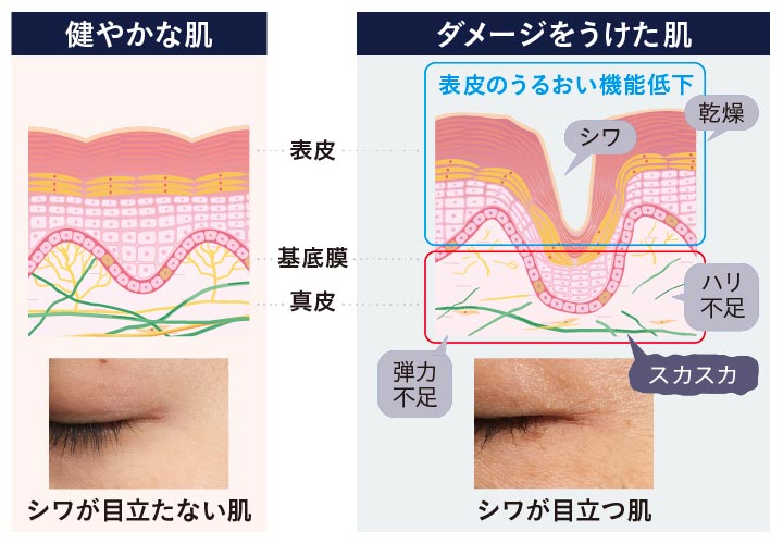 加齢による肌密度&ハリ弾力の低下に着目