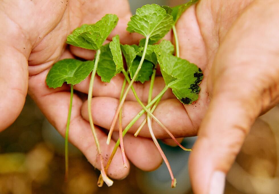 W有効成分(グリチルリチン酸ジカリウムとビタミンC誘導体*4)を豊富に含む医薬部外品へと進化