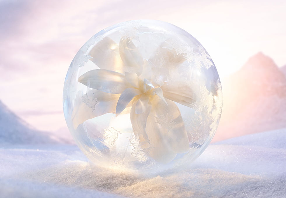 ディオール ガーデンで育まれた純白の花・エーデルワイス