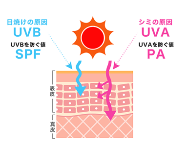 UVの図