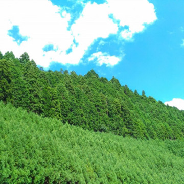 和精油京都京北杉 02
