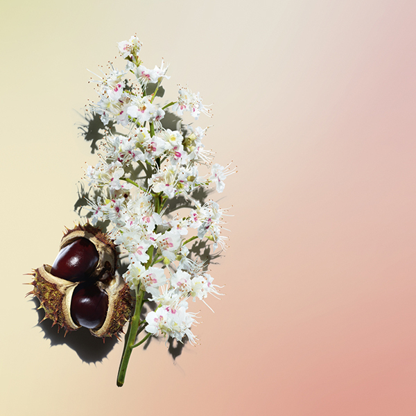 Nルミエール ナイト クリーム / クラランス(フェイスクリーム