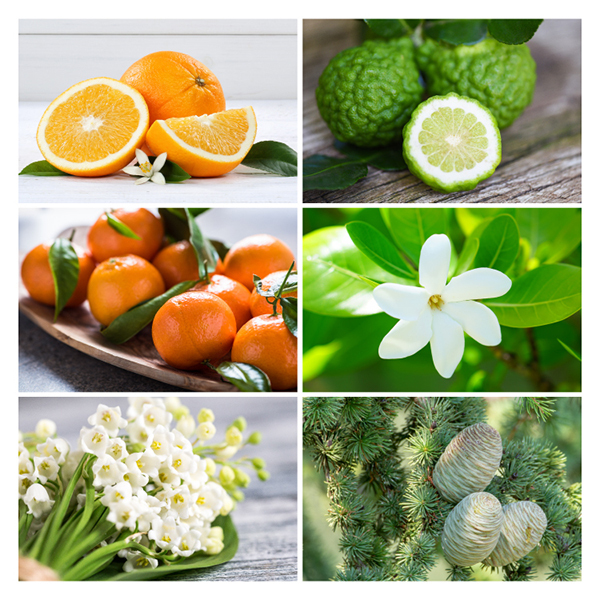 フレグランスオイル / ネムー(その他香水・ヘアフレグランス, 香水