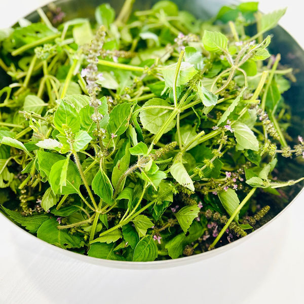 ホーリーバジル化粧水 / BOTANICANON(化粧水, スキンケア・基礎化粧品