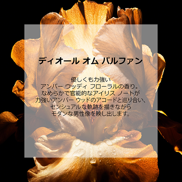 ディオール　オム　パルファン　50ml ディオール オム パルファン / ディオール(香水, 香水・ヘア