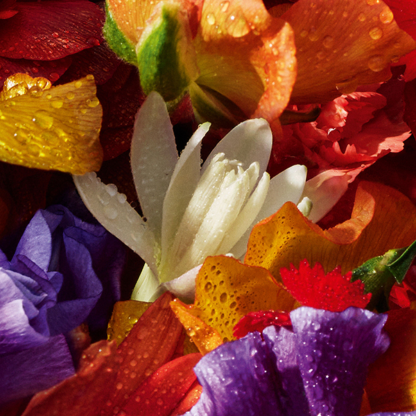 アクア アレゴリア フォルテ フローラブルーム コフレ / ゲラン(その他