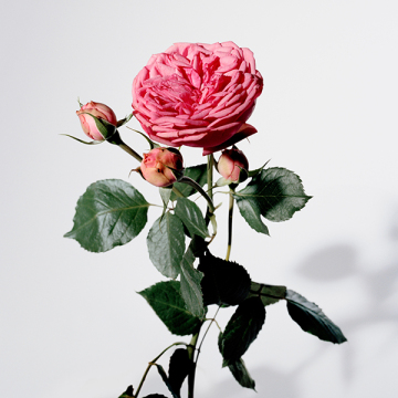 マイ バーバリー オードパルファム 03