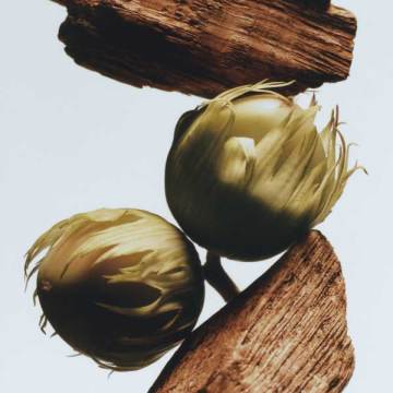 イングリッシュ オーク & ヘーゼルナッツ ボディ アンド ハンド ウォッシュ 03