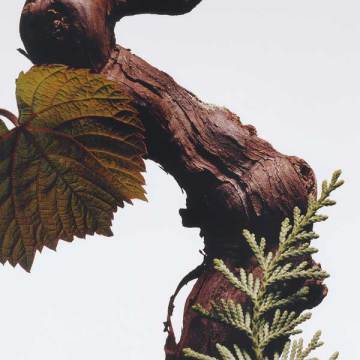 サイプレス & グレープバイン ヘア アンド ボディ ウォッシュ 03