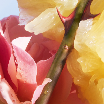 ラ プティット ローブ ノワール フラコン クール 02